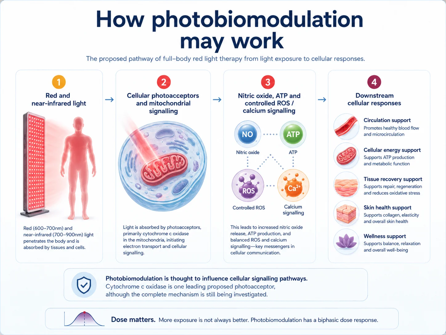 Infographic explaining how red and near-infrared photobiomodulation may influence cellular signalling, mitochondrial activity, ATP, nitric oxide and downstream biological responses